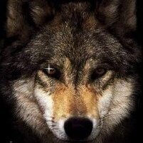 VVolf
