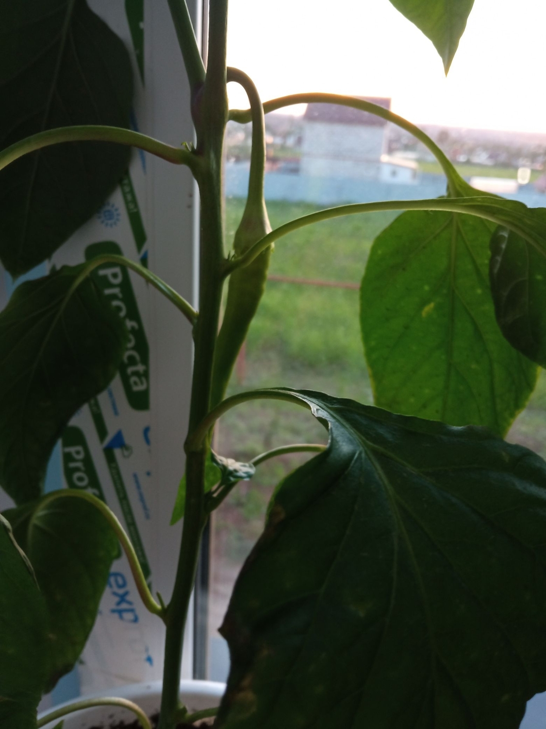 IMG_20220613_220150_compress69.jpg