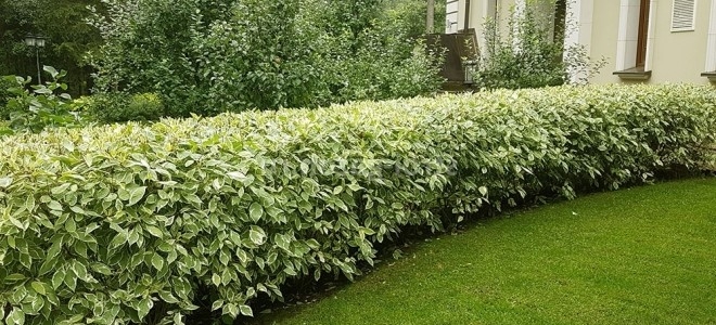 d96c2e70d69e18f_660x300.jpg