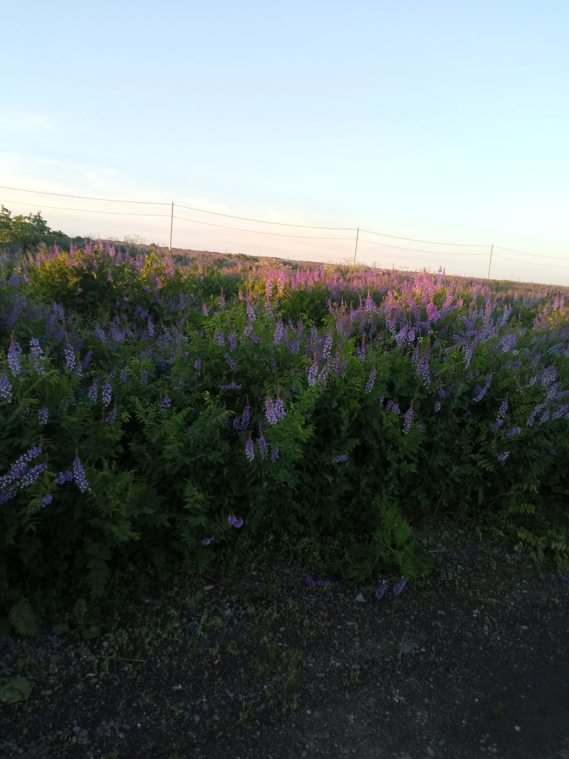 IMG_20220704_214009_compress45.jpg