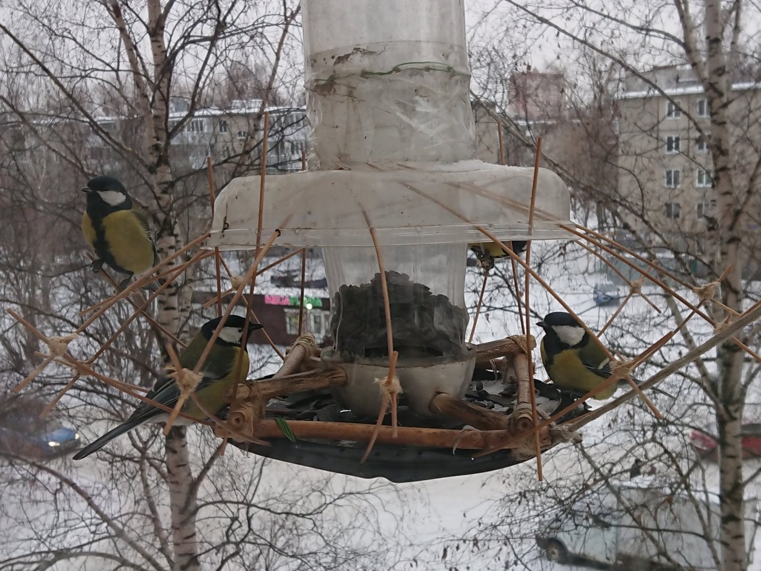 DSC_0501.JPG