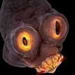 infernal_chapiteau