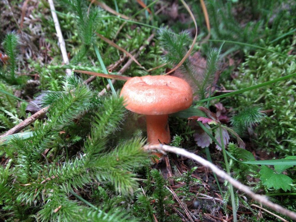 82949756_6.thumb.jpg.2580eb9a851764135f1d67d3c5487175.jpg
