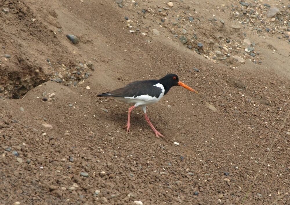 P1019024_с.JPG