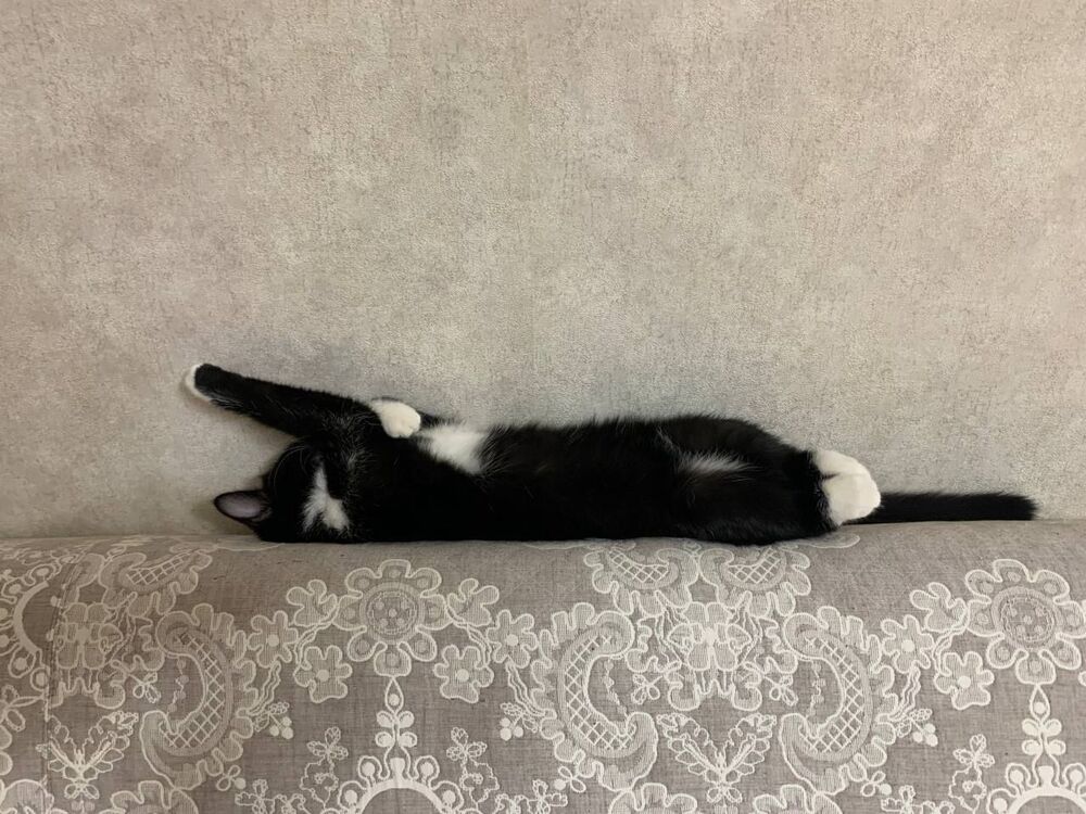 кошка2.jpg
