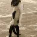 КОТ