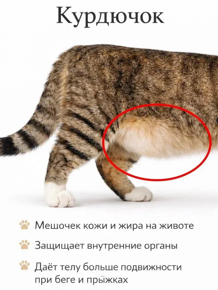 copyImage.webp